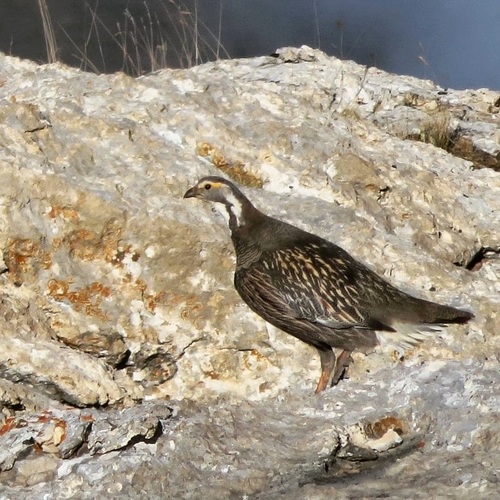Caucasian Snowcock, Респ. Дагестан, Россия, 368754, photo 6 of 10