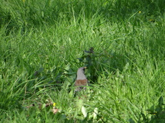 Turdus pilaris