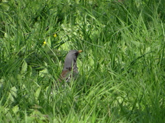 Turdus pilaris