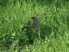 Turdus pilaris
