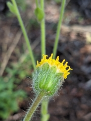 Arnica discoidea