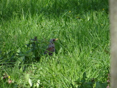 Turdus pilaris