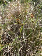 Rhynchospora cephalantha