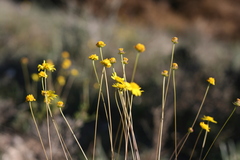 Euryops ericifolius