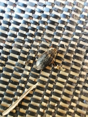 Dermestes frischii