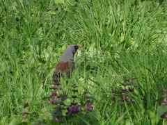 Turdus pilaris