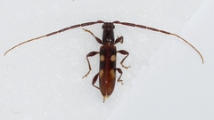 Heterachthes quadrimaculatus