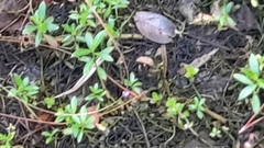 Utricularia purpurea