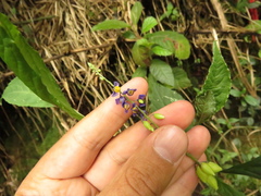 Monnina tenuifolia