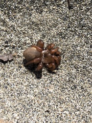 Aptostichus miwok
