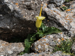 Arum creticum