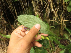 Monnina tenuifolia