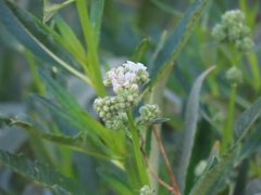 Eriodictyon trichocalyx