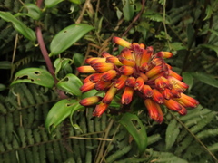 Bomarea crassifolia