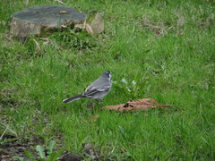 Motacilla alba