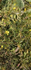 Stylosanthes fruticosa