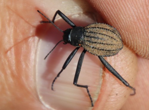 Stenocara dentata photo 3