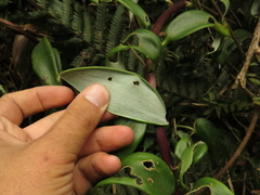 Bomarea crassifolia