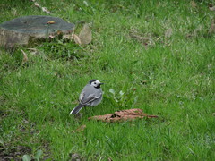 Motacilla alba