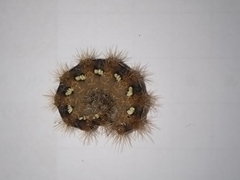 Euplagia quadripunctaria