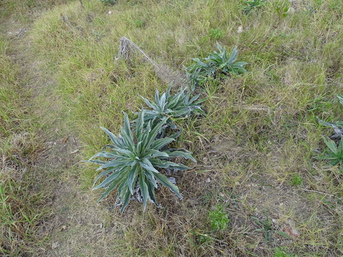Image of Echium simplex by (c) Shaun Swanepoel, some rights reserved (CC BY)