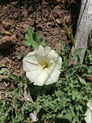 Calystegia subacaulis subacaulis
