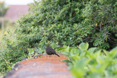 Turdus merula azorensis