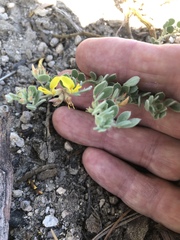 Acmispon decumbens decumbens