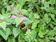Bombus