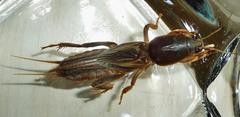 Gryllotalpa africana
