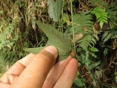 Passiflora chelidonea