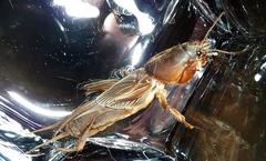 Gryllotalpa africana