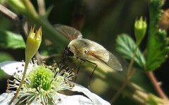 Systoechus candidulus