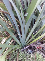 Phormium