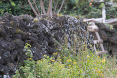 Sylvia atricapilla gularis