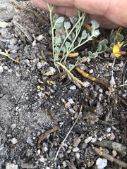 Acmispon decumbens decumbens