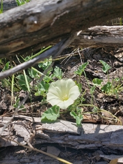 Calystegia subacaulis subacaulis