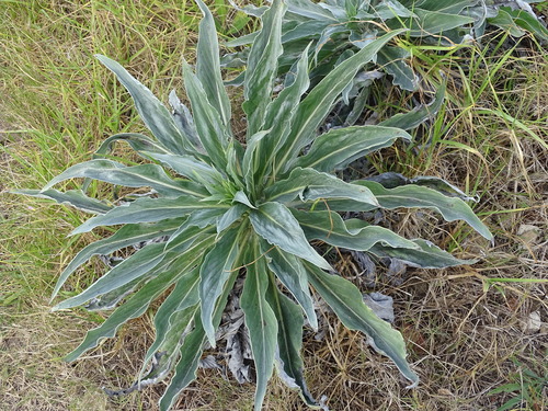 Image of Echium simplex by (c) Shaun Swanepoel, some rights reserved (CC BY)