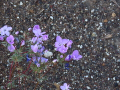 Leptosiphon breviculus