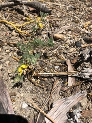 Acmispon decumbens decumbens