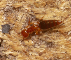 Pristocerinae