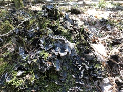 Peltigera elisabethae