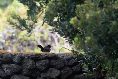 Turdus merula azorensis