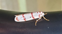 Cyana pretoriae