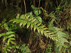 Blechnum cordatum