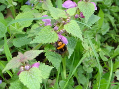 Bombus