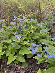 Brunnera macrophylla