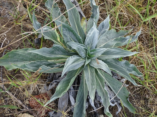 Image of Echium simplex by (c) Shaun Swanepoel, some rights reserved (CC BY)
