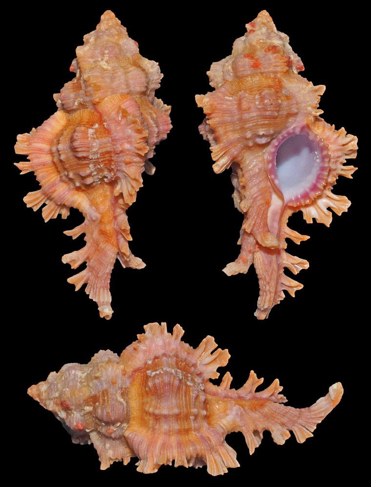 Chicoreus ingridmariae