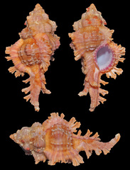 Chicoreus ingridmariae
